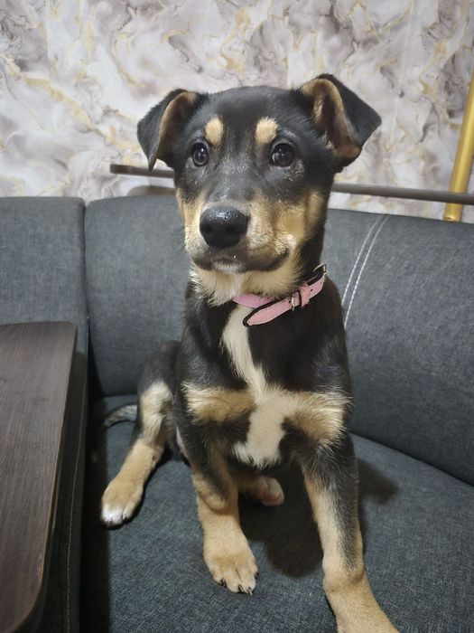 Цуценята в добрі руки