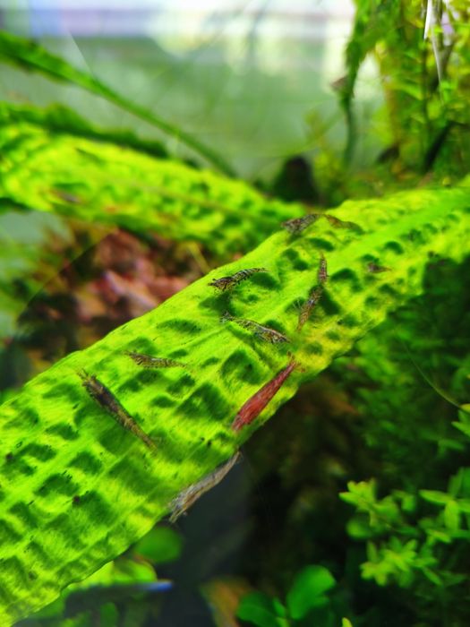 Krewetki 30zł = 30szt