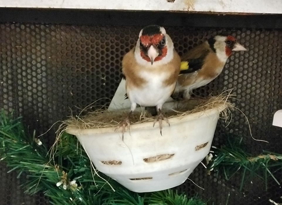 Bom casal pronto a criar  aceito troca