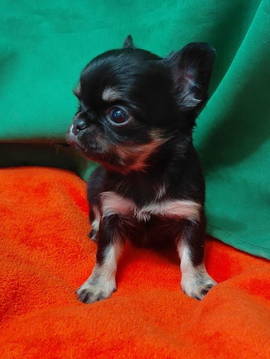 Гарний маленький хлопчик чихуахуа