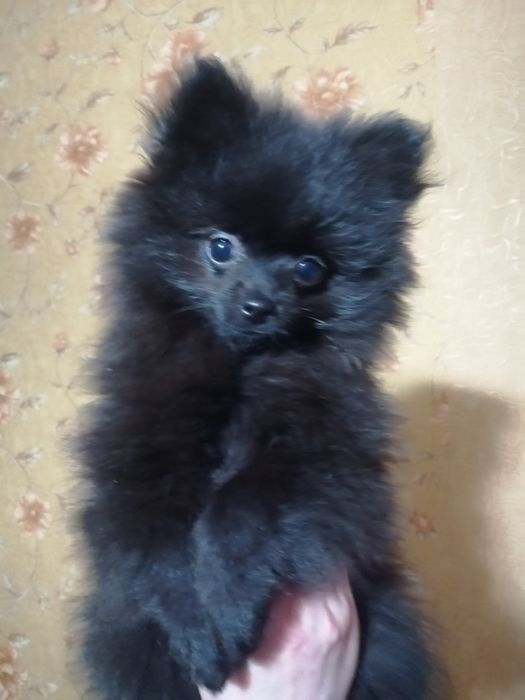 Продам щенка шпица мальчика