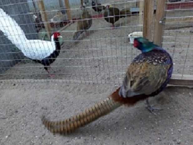 Продам декоративних фазанів