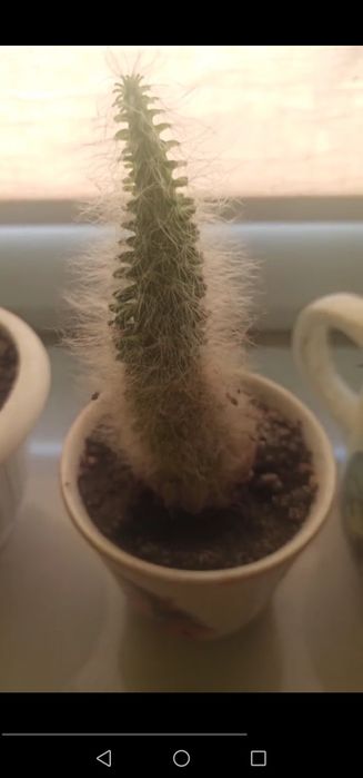 Кактус рослина вазон квіти