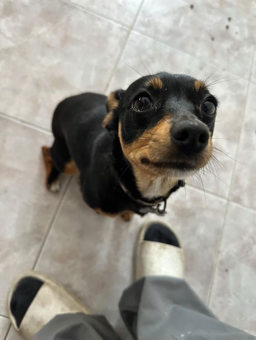 Pincher para adoção responsável