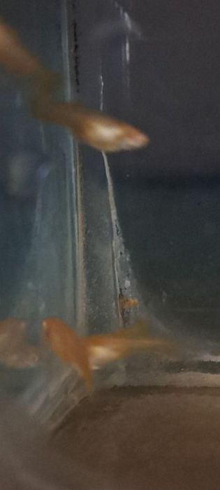 Gupiki albino full black 10 szt samce I samiczki