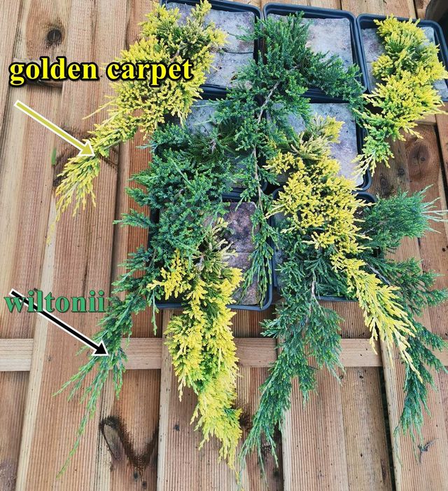 zestaw 10 sztuk Jałowiec Płożący Golden Carpet 5x + Wiltonii 5x