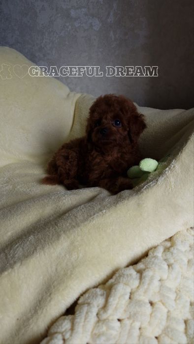 Toy poodle China mini