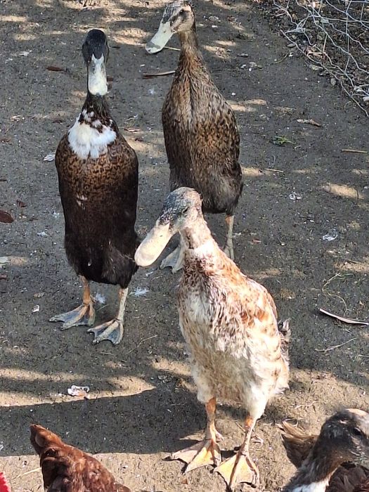Jaja jajka kaczki pekin staropolska biegus dworka ruanska francusk kho