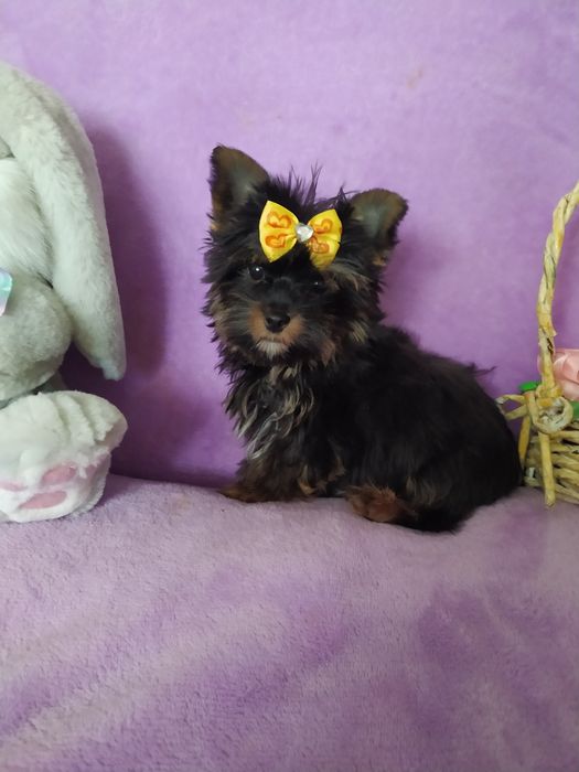 Продам цуценят Йорка.