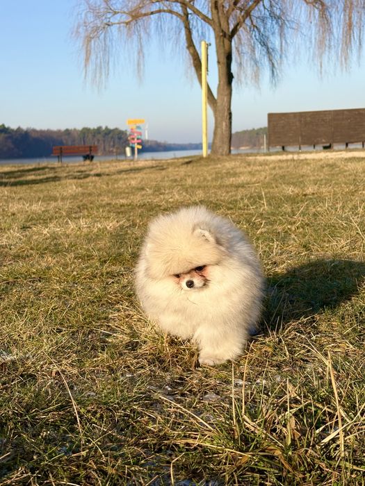 Puszysta kuleczka szczęścia – sunia szpic miniaturowy!