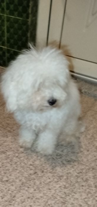 Caniche toy lindíssimo