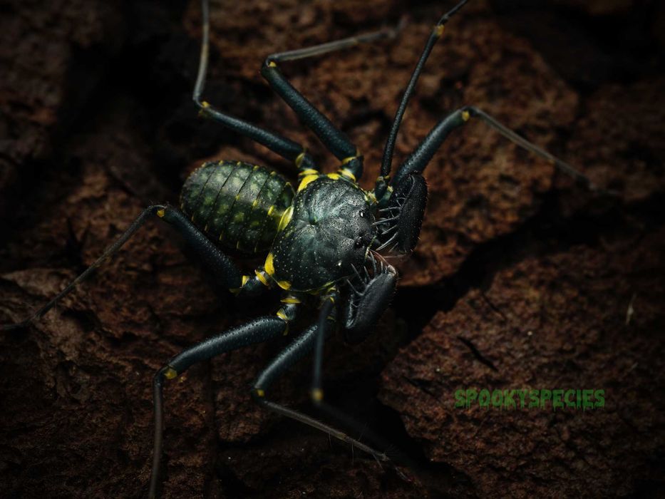 Amblypygi Tępoodwłokowce oferta 5 gatunów!