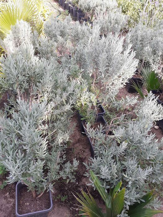 Alfazemas em vasos 7L