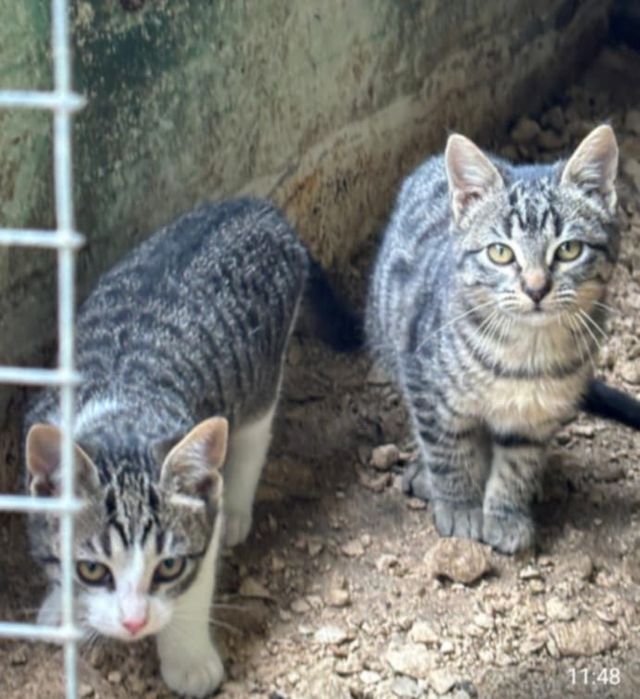 Gatinhas femeas para adoção