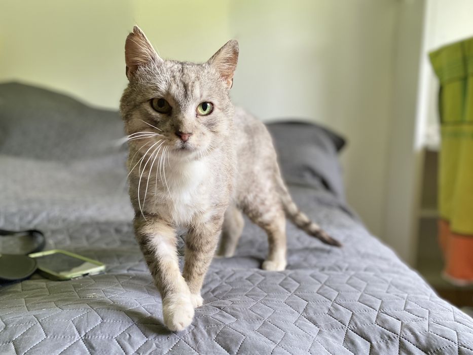 Książę William szuka domu