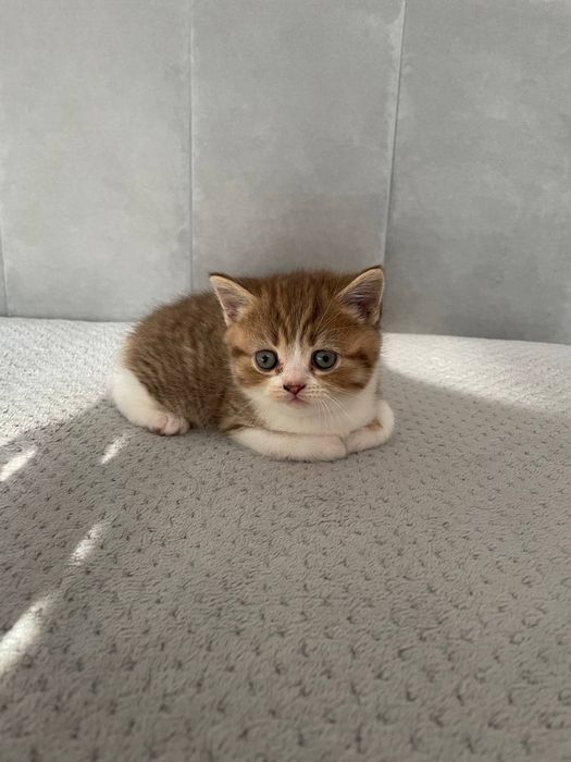 Шотландске  котеня