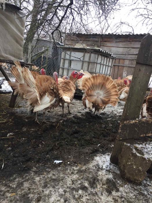 Продам інкубаційне яйце узбекских палевих індиків( индюк, индюшка)