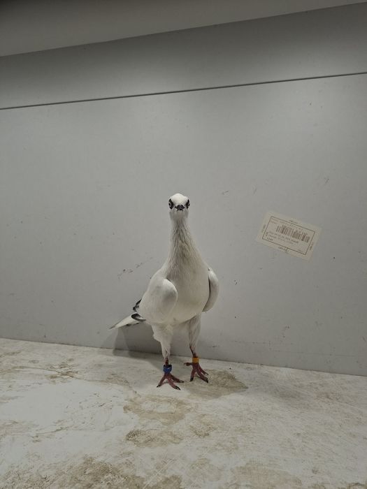 Wiedeński lotny, Wiedeńskie lotne