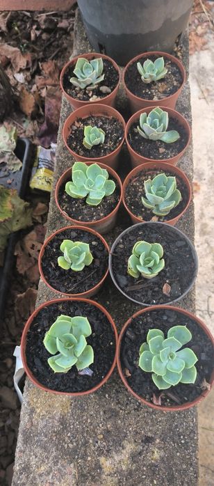 Suculentas Echeveria Peacokii