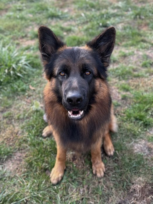 Кобель німецька вівчарка вʼязка