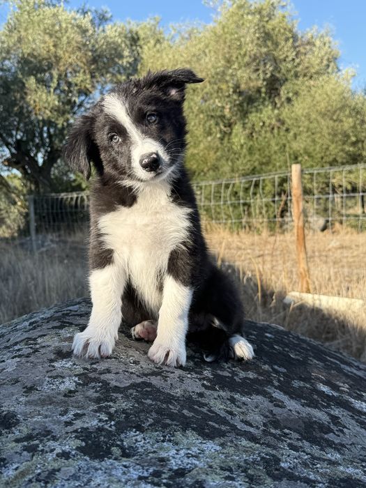 Border collie puro