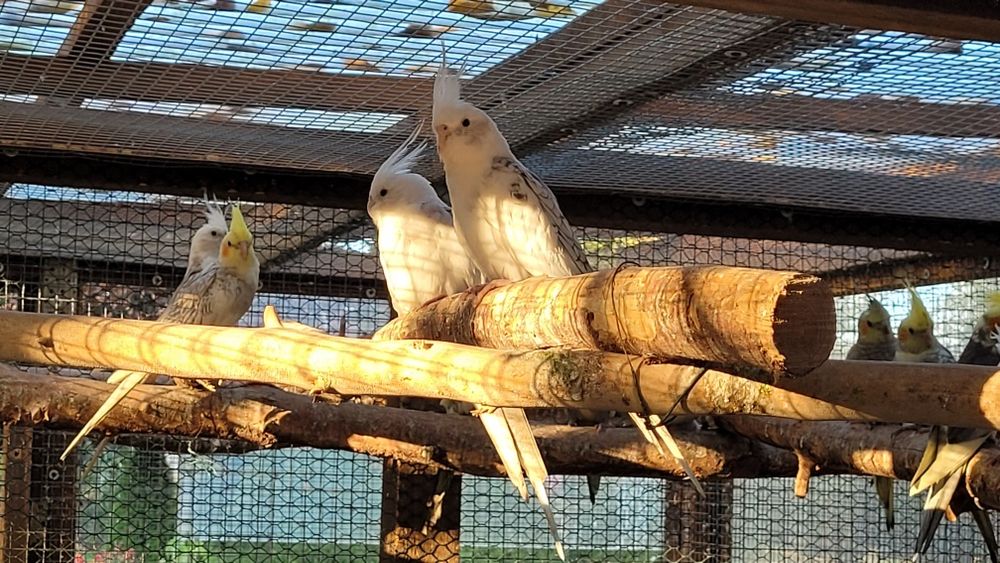 Nimfy z zeszłorocznego wylęgu