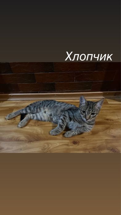Казкові кошенята ШУКАЮТЬ родини!
