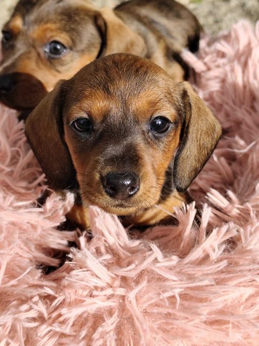 Teckel miniatura fêmea