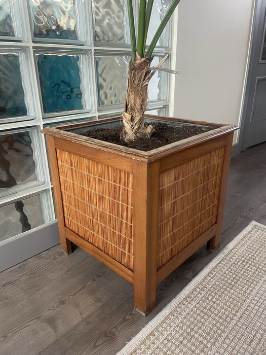 Palmeira Kentia (1,5 metro) com vaso