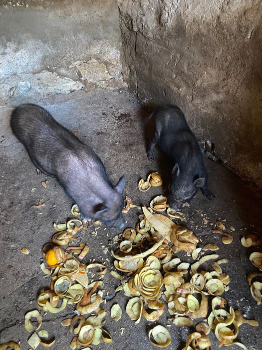 Casal de porcos do Vietname ela já está prenha