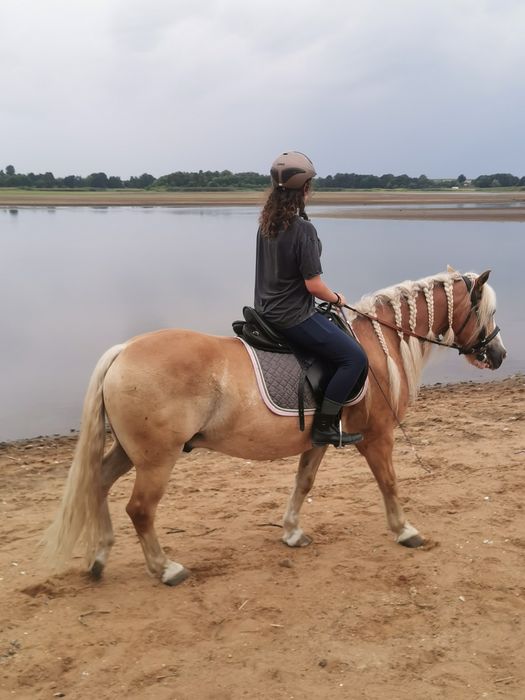 Haflinger duży, wszechstronny.