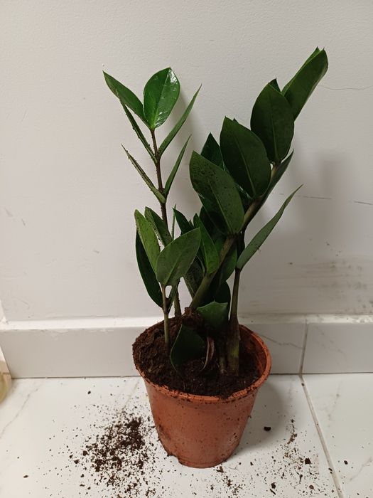 Заміокулькас 250грн