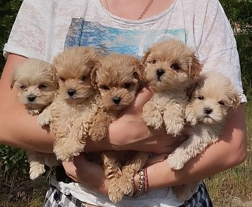 Мальтипу ф1 и ф2