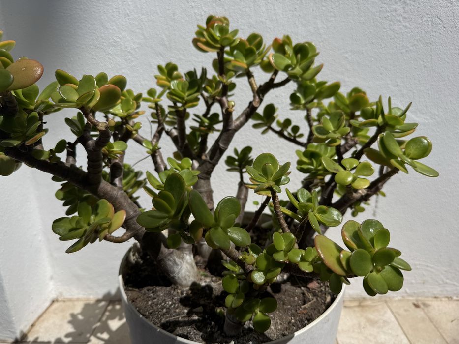 Planta Suculenta Jade - Cacto com Vaso Branco | Interior e Exterior