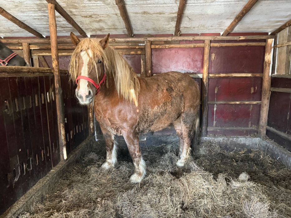 Sprzedam konia zimnokrwistego polskiego