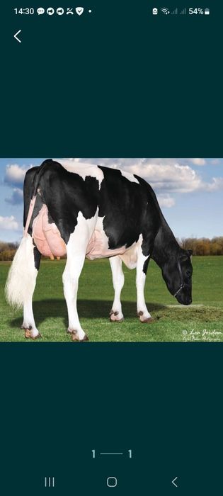 Продам добру корову