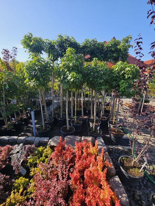 Laurowisnia Novita 80cm Genolia,Etna,Elly,Rotundifolia,Caucasica 100-