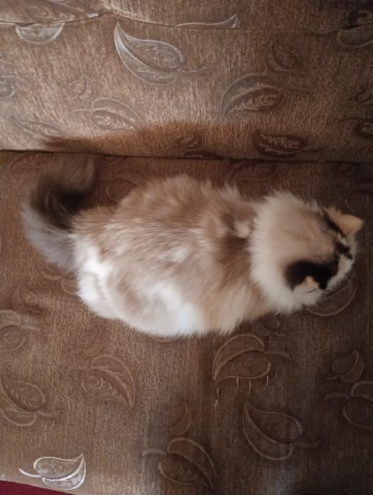 Кішка Махідевран