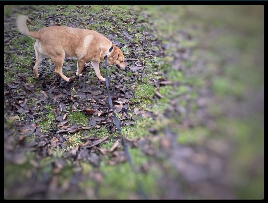 Max - w typie Labradora