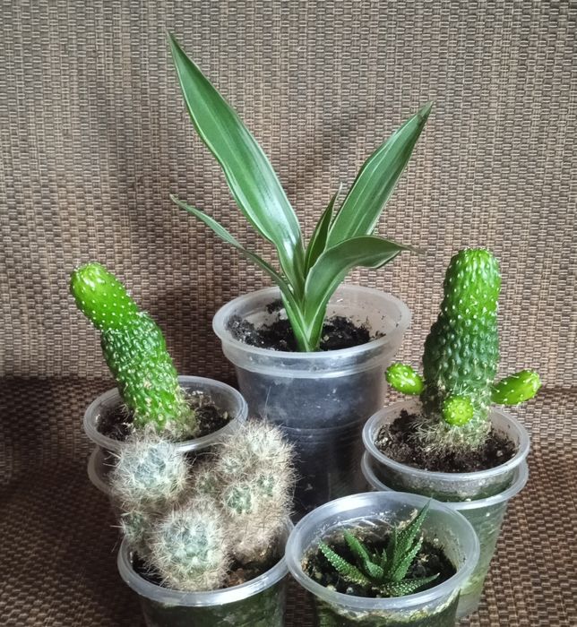 Маммиллярия,Хавортия, Кактус, Драцена.