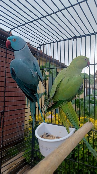 Lindos ringnecks bons para produção.