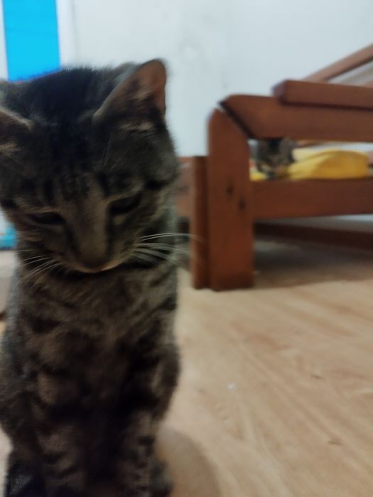 Gatinha jovem/adulta para adoção responsável.