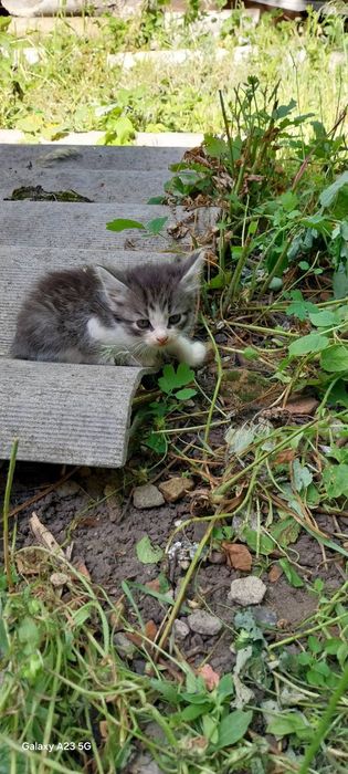 Кошенята  маленькі  3 міс,