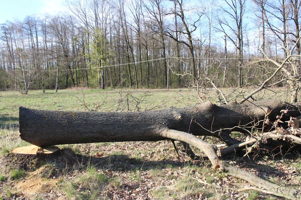 Kłoda dębu, dąb tartaczny