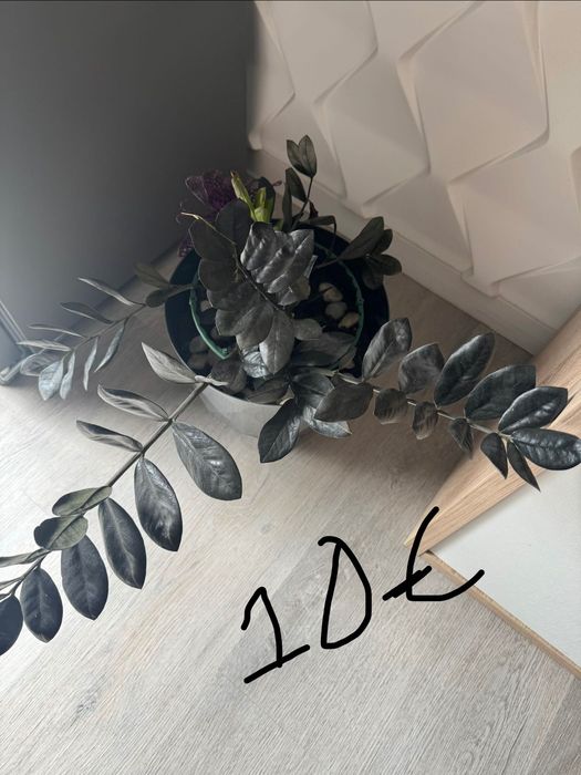 Plantas dracaenas , Zamioculcas e jibóias