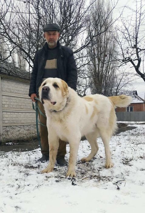 Среднесзиатская овчарка Алабай