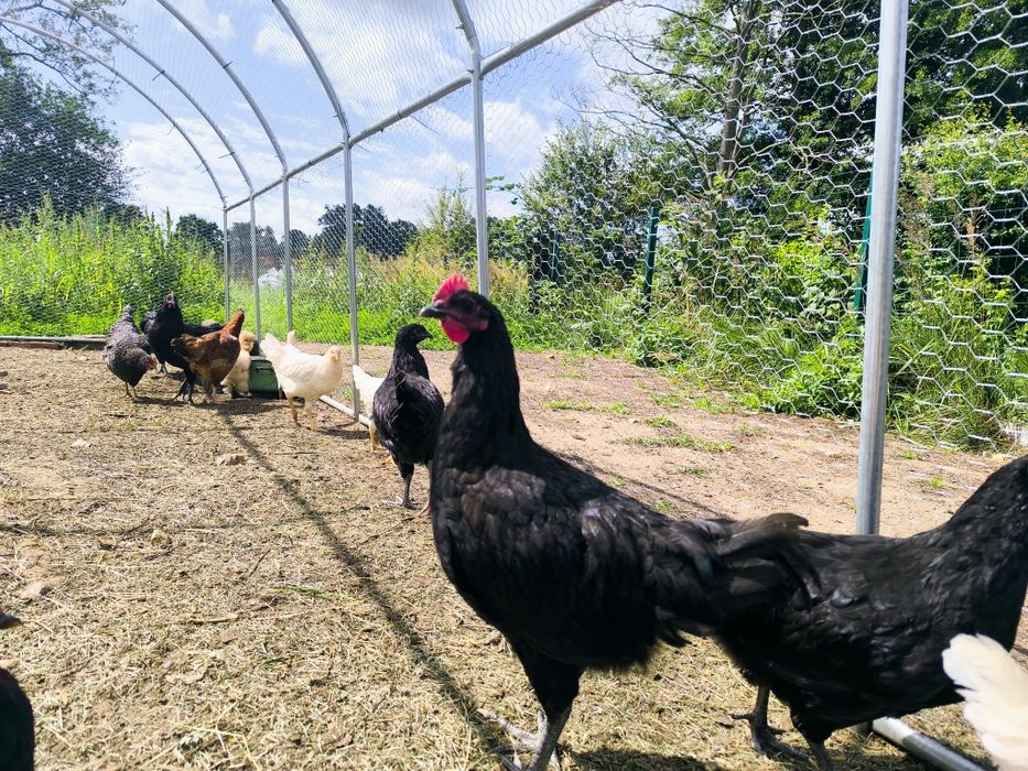 Kogut australorp