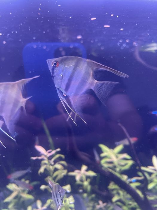 Escalares Zebra Pterophyllum scalare