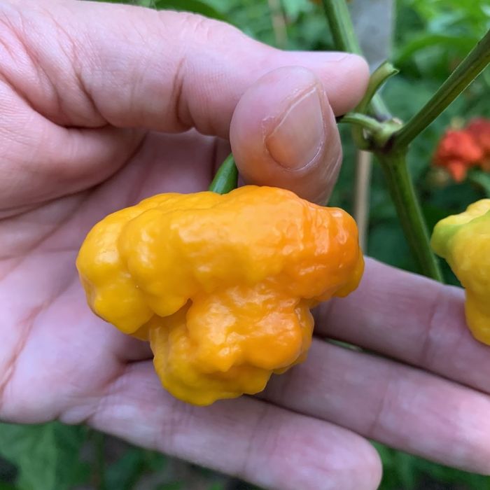 Sementes de Pimentos/Malaguetas/Piri-Piris mais picantes do mundo