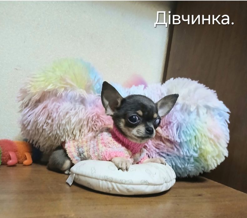 Кроха  девочка - 3,5 месяца.